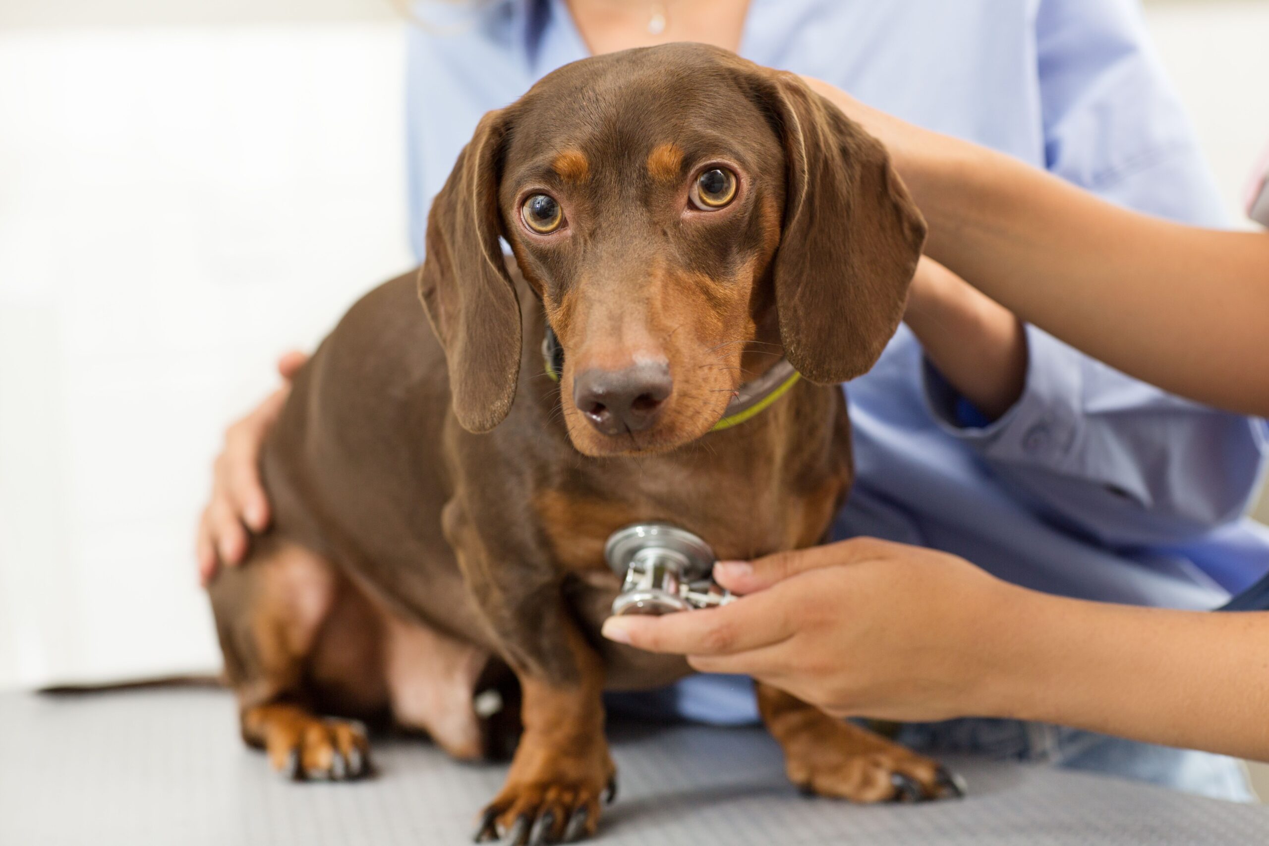 A brown dachshund receives a health check-up, with a person using a stethoscope on its chest. The scene highlights pet care and veterinary practices.