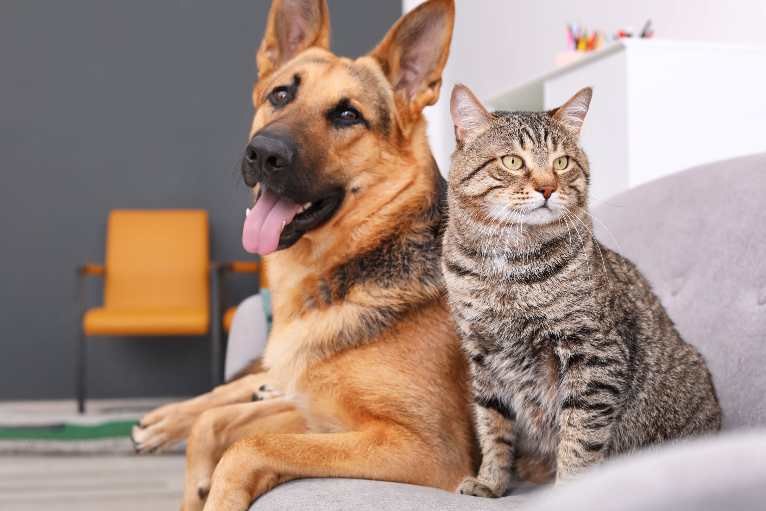 A German Shepherd and a tabby cat sit together on a gray sofa, exuding calm companionship in a modern living space.