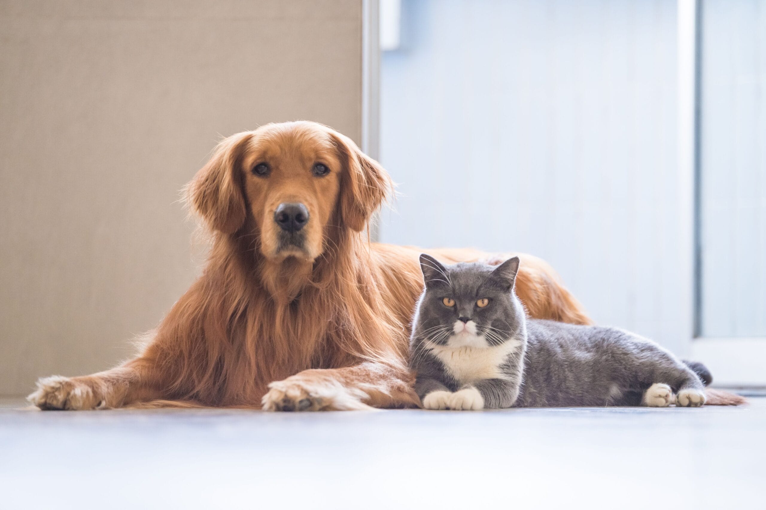 A golden retriever and a gray cat lounge comfortably together on a light floor, showcasing their companionship in a cozy indoor setting.