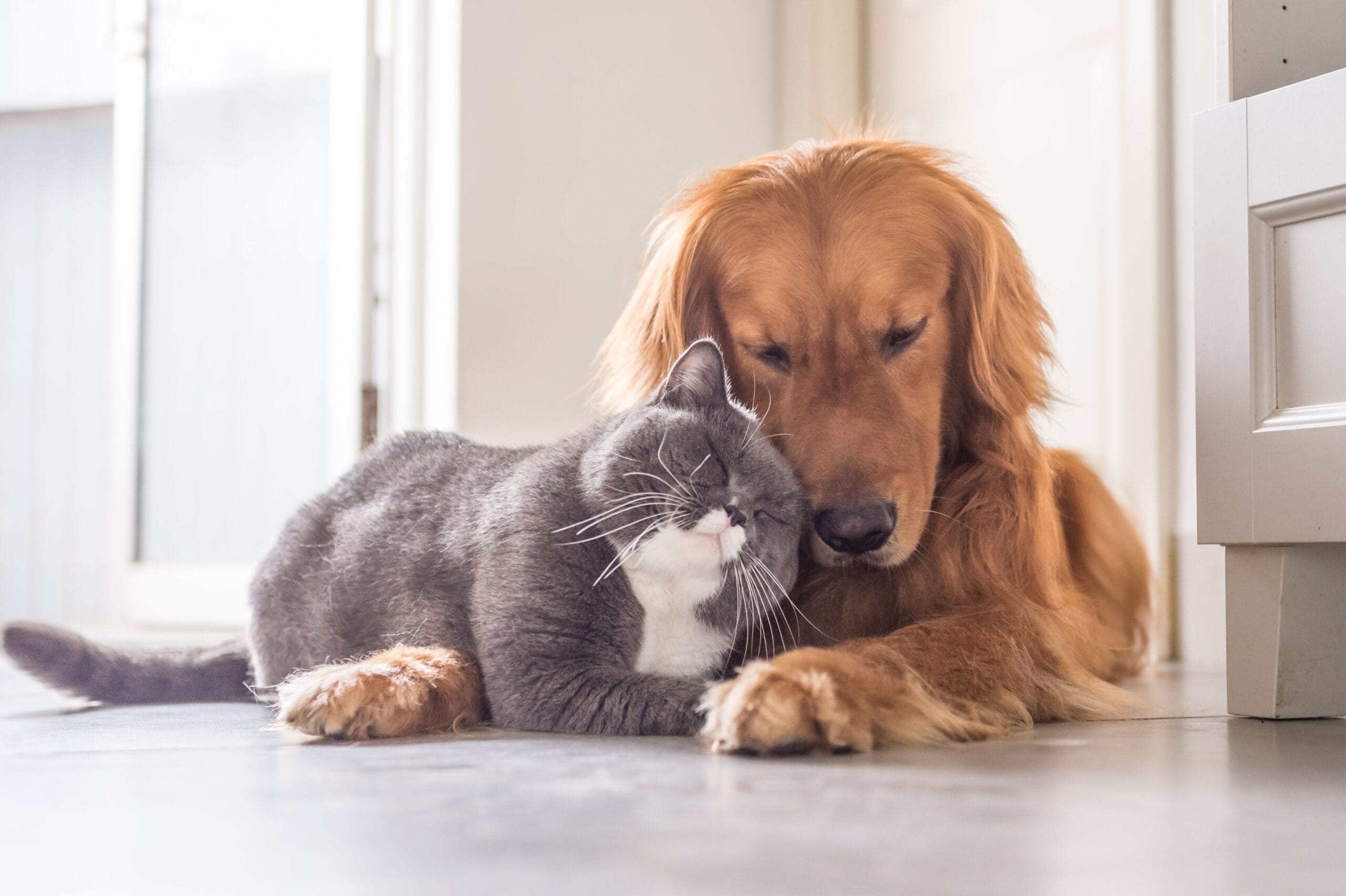 A golden retriever and a gray cat cuddle closely on a tiled floor, showcasing their affectionate bond in a cozy, sunlit room.